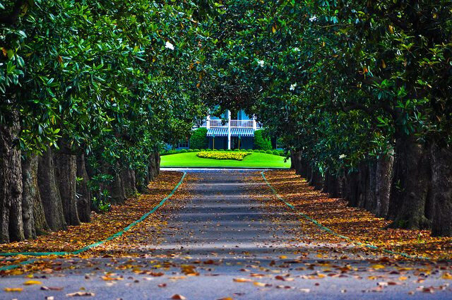 Tripping Down Magnolia and Memory Lanes for SportsEdTV Golfers